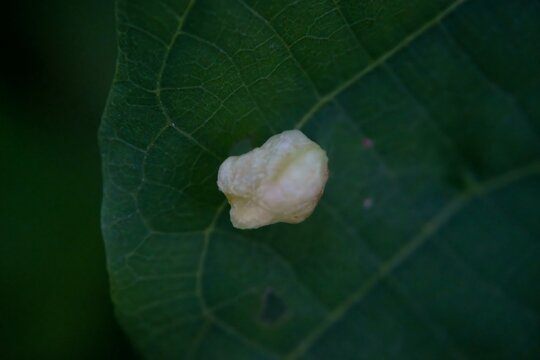 Small pale growth or gall on a dark green textured leaf surface