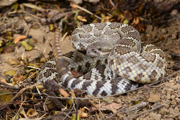 Fototapeta premium Southern Pacific Rattlesnake (Crotalus helleri).