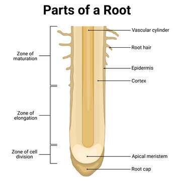 Educational diagram of parts of a root with labeled root structures in clean flat design style
