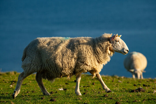 sheep in the field