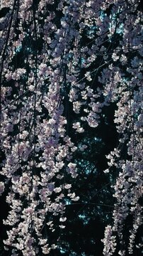 Close-up of Blooming Weeping Cherry Blossoms Cascading Down Against Dark Background, Vertical