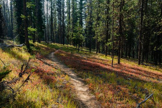 Hiking the trails near Kimberley Alpine Resort in Fall, BC.