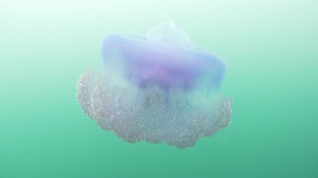 A Blue crown jellyfish, Cephea cephea, swims just under the surface of the Pacific Ocean in Fiji's tropical waters. While these cnidarians have stinging tentacles, they are harmless to humans.