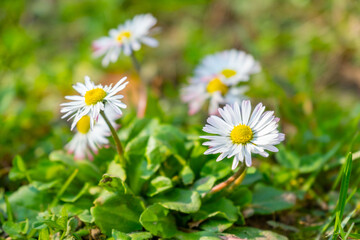Obraz premium Blooming white daisies with yellow centers growing in fresh green grass, close up spring meadow flowers in natural sunlight, seasonal nature background and renewal, Spring awakening, nature background