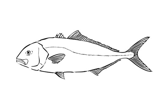 Greater amberjack fish ink brush illustration side view simple line art vector