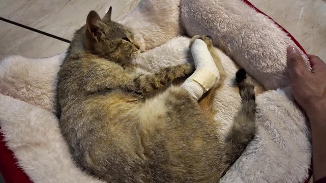 Domestic injured cat resting after surgery