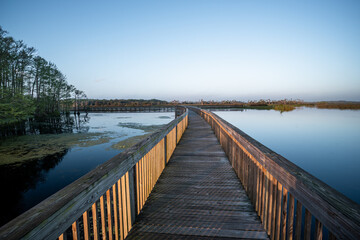 Obraz premium Curving Wooden Boardwalk Over Calm Wetlands