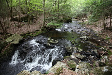 Fototapeta premium Natural Woodland Path for Adventure: Exploring Deep Woods and Freshwater Creek