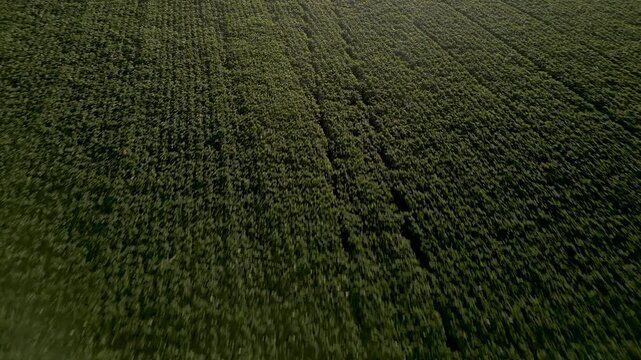Grande planta&ccedil;&atilde;o de soja. Cultivo de gr&atilde;os. Agricultura. Drone