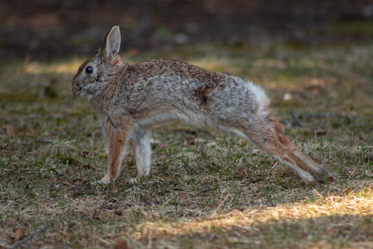Eastern Cottontail Rabbit Stretching in The Grass
