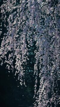 A Breathtaking Curtain of Cascading Weeping Cherry Blossoms Against Dark Background, Vertical