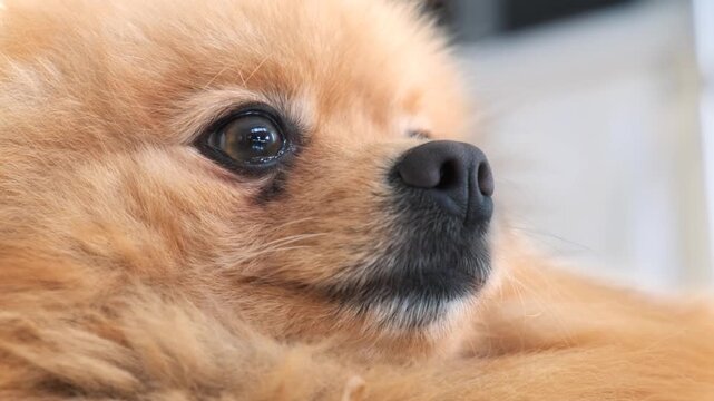 Close up of fluffy pomeranian dog looking to side with soft light highlighting fur and dark eyes