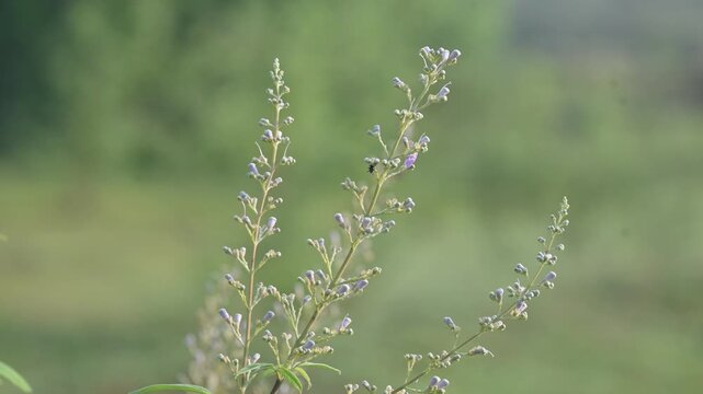 Vitex negundo plant flower. Its other name Chinese chaste tree,&nbsp;five-leaved chaste tree,&nbsp;horseshoe vitex, nisinda and Nirgundi. It is a large&nbsp;aromatic&nbsp;shrub. It is an Ayurvedic medicine.