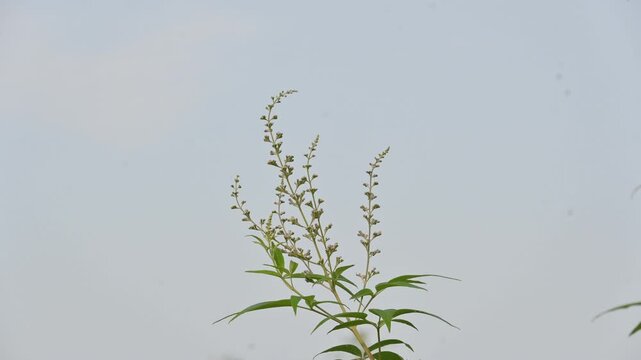 Vitex negundo plant flower. Its other name Chinese chaste tree,&nbsp;five-leaved chaste tree,&nbsp;horseshoe vitex, nisinda and Nirgundi. It is a large&nbsp;aromatic&nbsp;shrub. It is an Ayurvedic medicine.