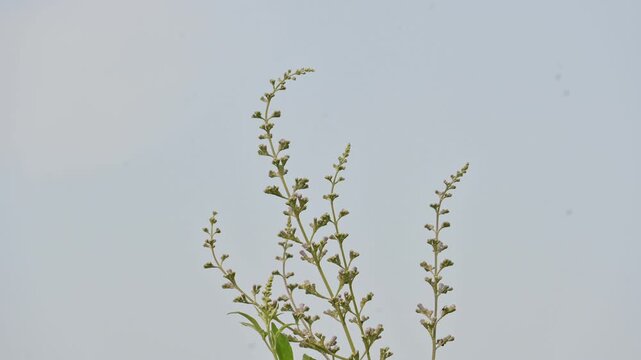 Vitex negundo plant flower. Its other name Chinese chaste tree,&nbsp;five-leaved chaste tree,&nbsp;horseshoe vitex, nisinda and Nirgundi. It is a large&nbsp;aromatic&nbsp;shrub. It is an Ayurvedic medicine.