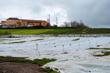 Agricultural Field Covered with White Protective Sheets © Elena