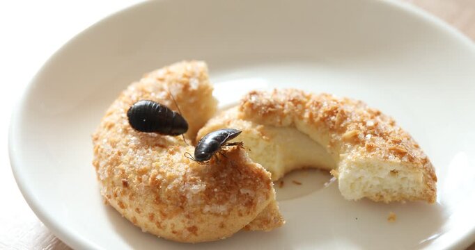 Plate with cockroaches and cookie on table, closeup