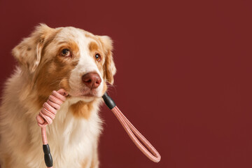 Cute Australian Shepherd dog with leash on red background
