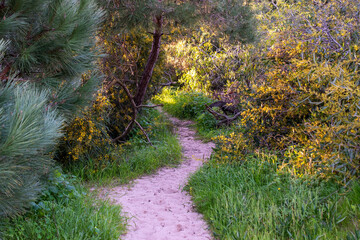 Fototapeta premium Winding dirt path through a green forest with puddles