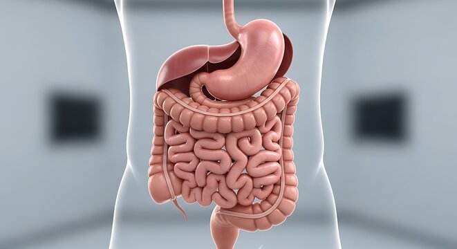 Detailed 3D rendering of the human digestive system showing major organs like stomach, intestines, and liver within a translucent body outline.