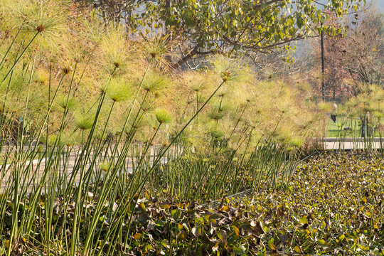 Papyrus plants (Cyperus papyrus) growing in pond at Bicentenario Park, Santiago, Chile
