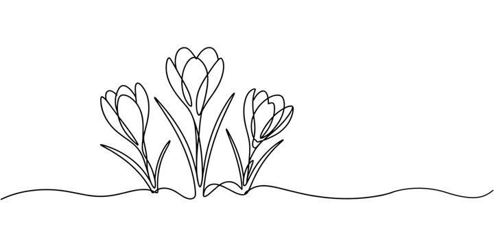 line art, bouquet of flowers crocus spring and summer, drawing with one line. vector illustration white background, Spring crocus flower in continuous line art drawing style. Minimalist black linear.