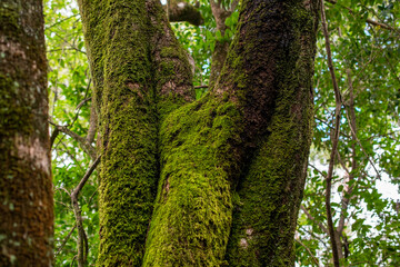 Obraz premium Lush Green Moss on Tree Trunks in a Forest