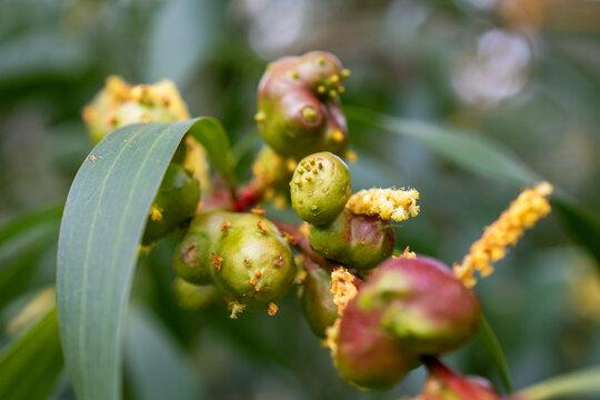 Macro View of Acacia Flowers and Plant Galls on Branch