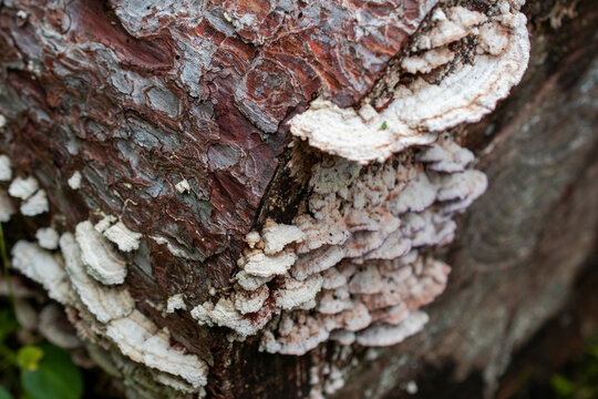White Shelf Fungi on Tree Bark