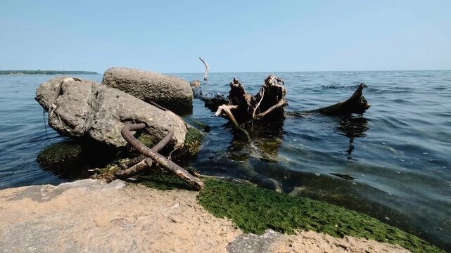 Rocky Shore and Fallen Tree at Leslie Spit Toronto Waterfront Landscape
