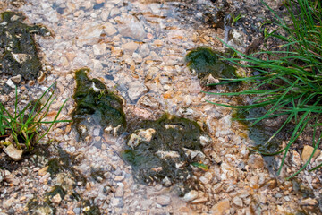 Obraz premium Green Algae and Moss Growing on Rocks in Shallow Water