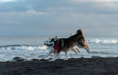 Two Siberian husky dogs playing on black sand beach on Pacific Ocean coast in Kamchatka winter landscape copy space © Dmitrii