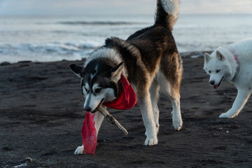 Two Siberian husky dogs playing on black sand beach on Pacific Ocean coast in Kamchatka winter landscape copy space © Dmitrii