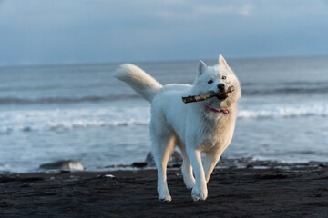 White Siberian husky running on black sand beach with stick on Pacific Ocean coast, Kamchatka winter landscape copy space © Dmitrii