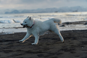 White Siberian husky running on black sand beach with stick on Pacific Ocean coast, Kamchatka winter landscape copy space © Dmitrii