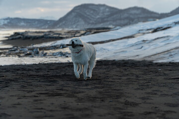 White Siberian husky running on black sand beach with stick on Pacific Ocean coast, Kamchatka winter landscape copy space © Dmitrii