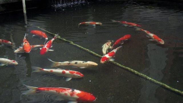 Beautiful KOI FISH in the pond footage exterior house decorative design. Close up shot