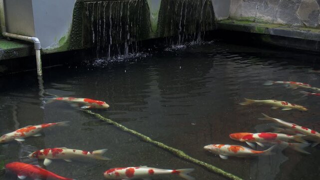 Beautiful KOI FISH in the pond footage exterior house decorative design. Camera tilting down slowly. Waterfall and clear fresh water