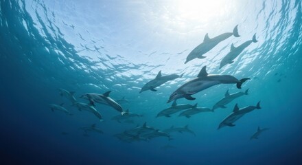Obraz premium Underwater shot of dolphins swimming upwards towards the sunlight