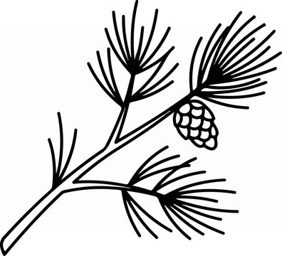 Pine branch with cone illustration.