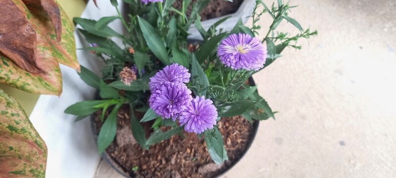 A close-up on a beautiful blooming dwarf pink alpine aster with daisy-shaped flowers 