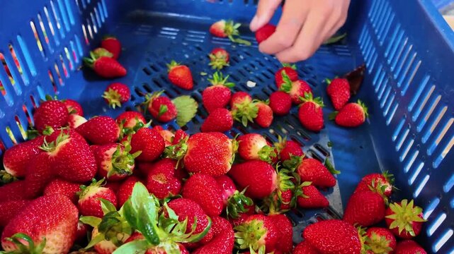 Close-up of freshly harvested strawberries being sorted by hand inside blue plastic crates and packed into cardboard boxes. Fruit quality control and post-harvest processing farm market environment