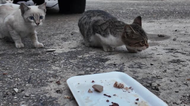 Authentic look at the daily struggle and community bond of abandoned cats living together in a suburban parking area.