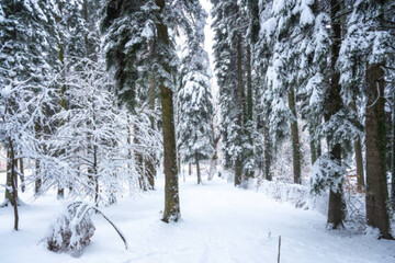 Fototapeta premium Winter landscape of Bulgarian mountains. 