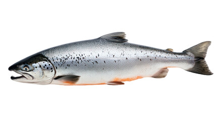 Obraz premium A large silver fish with black spots on a transparent background