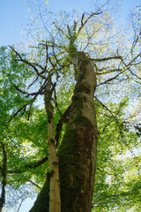 Fototapeta premium The view up to the trunk of Oriental beech overgrown with moss and conks.
