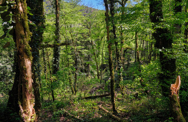 Fototapeta premium The forest area in Khosta Yew-Boxwood Grove in spring.