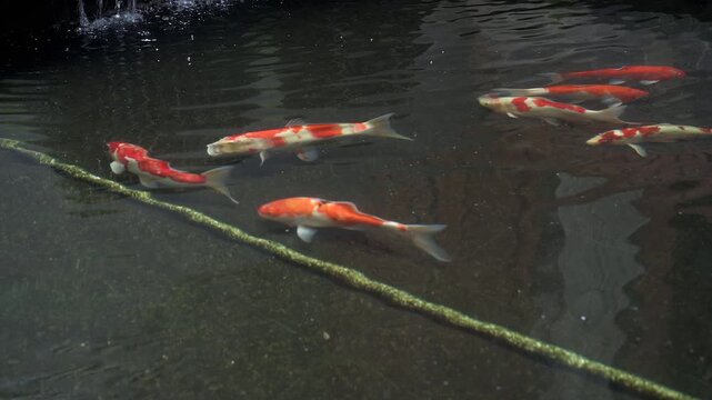 Beautiful KOI FISH in the pond footage exterior house decorative design. Clear fresh water. Camera panning slowly