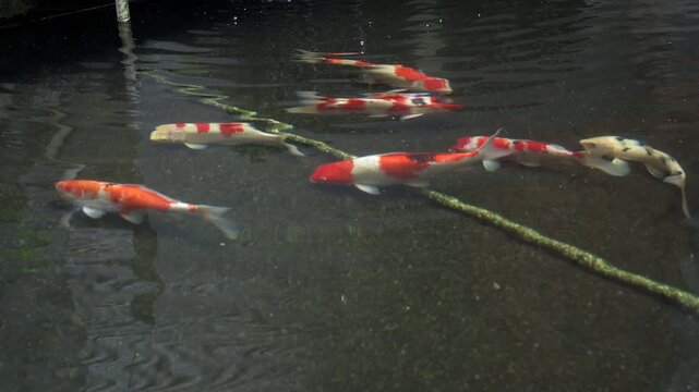 Beautiful KOI FISH in the pond footage exterior house decorative design. Clear fresh water.
