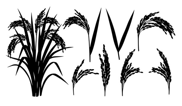 Rice plant growth and grain cluster illustration realistic agriculture vector set